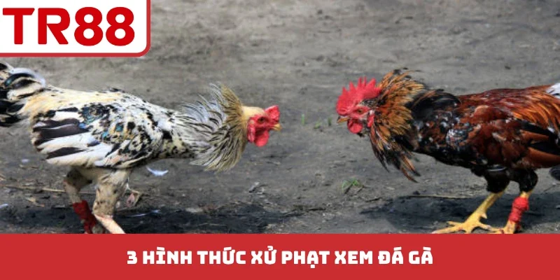 Xem Đá Gà Có Bị Bắt Không? Quy Định Xử Phạt Theo Pháp Luật