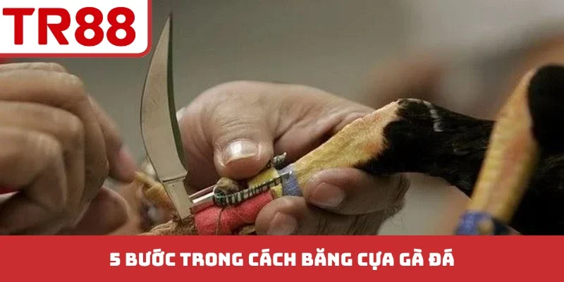Cách Băng Cựa Gà Đá - 5 Bước Chuẩn Kỹ Thuật Chuyên Nghiệp