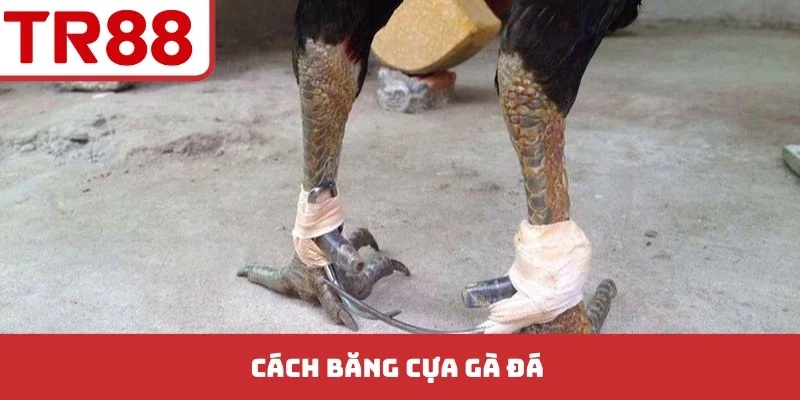 Đá Gà TR88 - Bí Kíp Soi Kèo Chuẩn Xác Từ Các Trận Đấu