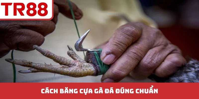 Cách Băng Cựa Gà Đá - 5 Bước Chuẩn Kỹ Thuật Chuyên Nghiệp