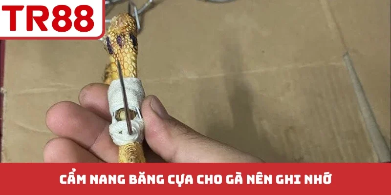 Cách Băng Cựa Gà Đá - 5 Bước Chuẩn Kỹ Thuật Chuyên Nghiệp