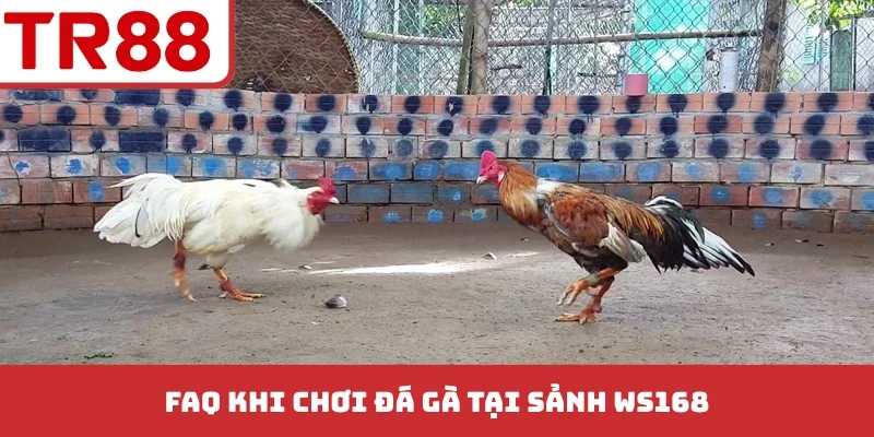 Sảnh Ws168 Đá Gà - Đỉnh Cao Các Trận Chiến Kịch Tính