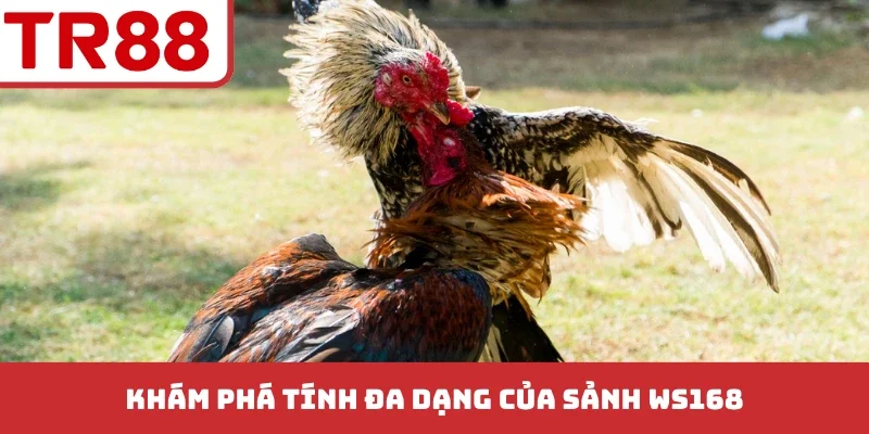 Sảnh Ws168 Đá Gà - Đỉnh Cao Các Trận Chiến Kịch Tính