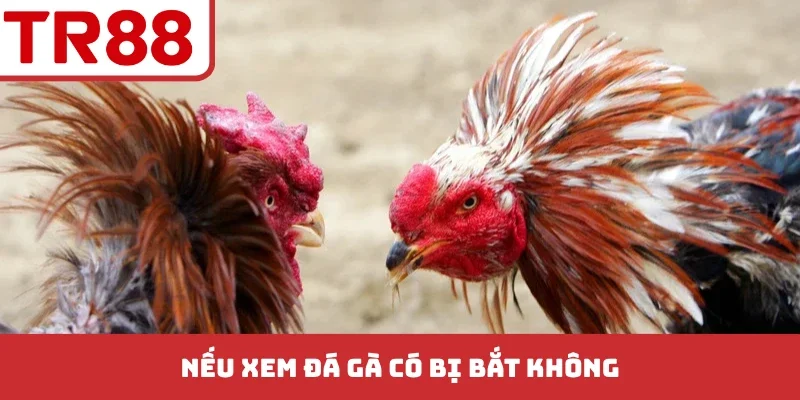Đá Gà TR88 - Bí Kíp Soi Kèo Chuẩn Xác Từ Các Trận Đấu