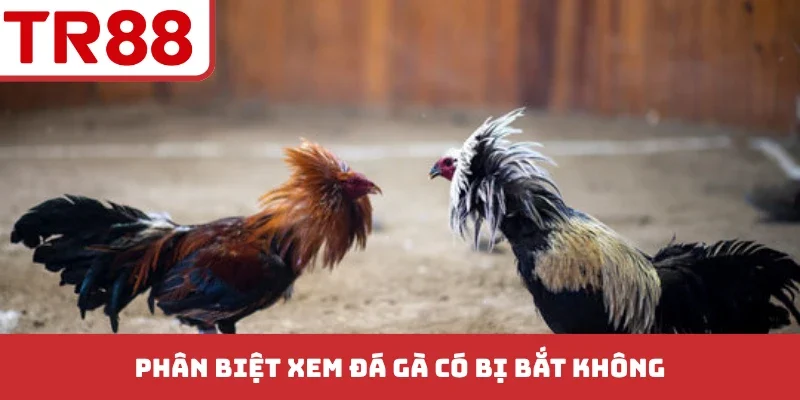 Xem Đá Gà Có Bị Bắt Không? Quy Định Xử Phạt Theo Pháp Luật