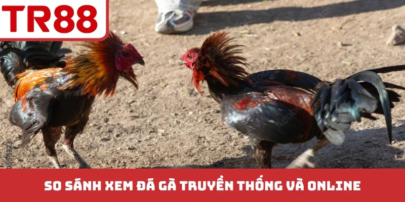 Xem Đá Gà Có Bị Bắt Không? Quy Định Xử Phạt Theo Pháp Luật
