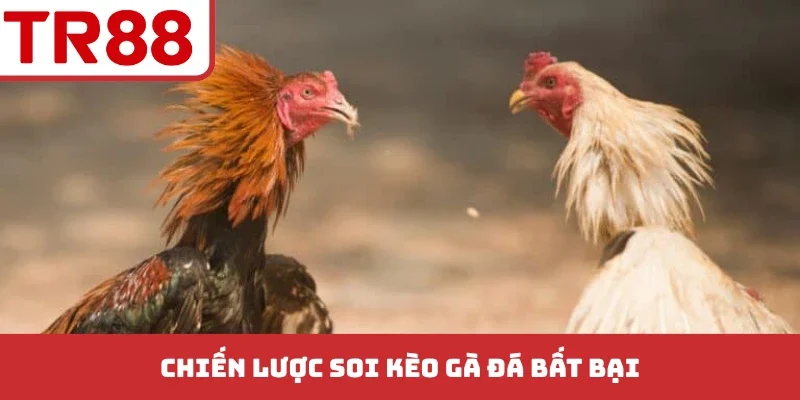 Đá Gà TR88 - Bí Kíp Soi Kèo Chuẩn Xác Từ Các Trận Đấu