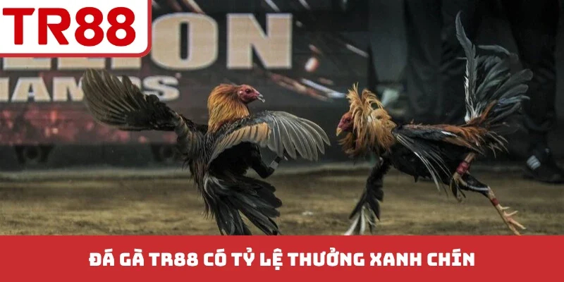 Đá Gà TR88 - Bí Kíp Soi Kèo Chuẩn Xác Từ Các Trận Đấu