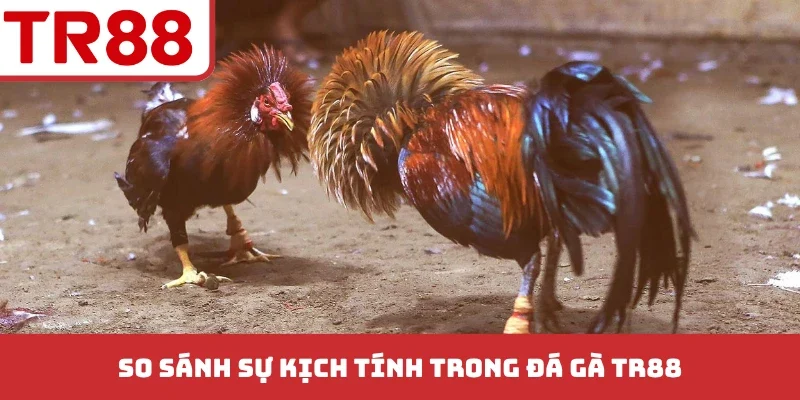 Đá Gà TR88 - Bí Kíp Soi Kèo Chuẩn Xác Từ Các Trận Đấu